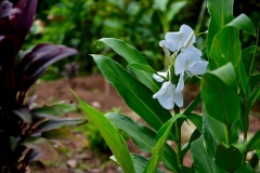 Flowers in garden