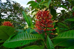 Flowers in garden