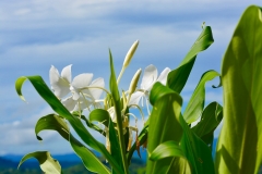 Flowers in garden