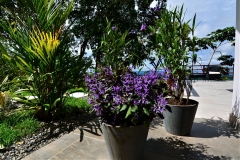 Flowers in garden