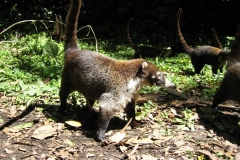 Ccoati