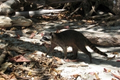 Raccoon in Manual Antonio