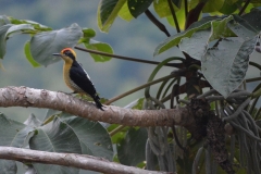 Bird watched from our terrace