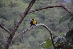 Toucan - view from the terrace