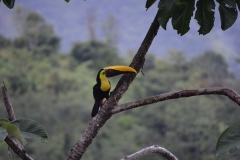 Toucan - view from the terrace