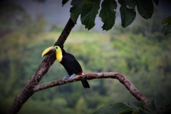 Toucan - view from the terrace