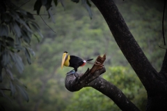 Toucan - view from the terrace