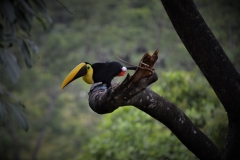 Toucan - view from the terrace