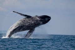 Humpback Whale